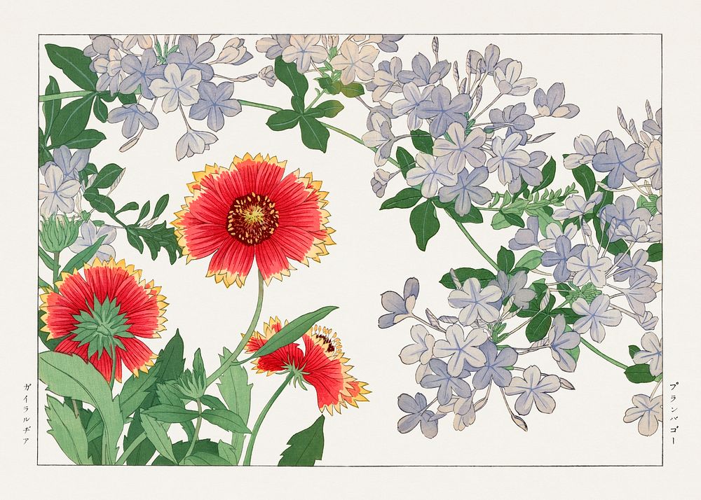 Blanket flower & plumbago woodblock painting.  Digitally enhanced from our own 1917 edition of Seiyô SÔKA ZUFU by Tanigami…