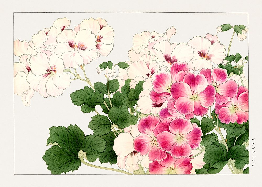 Geranium flower woodblock painting.  Digitally enhanced from our own 1917 edition of Seiyô SÔKA ZUFU by Tanigami Kônan.