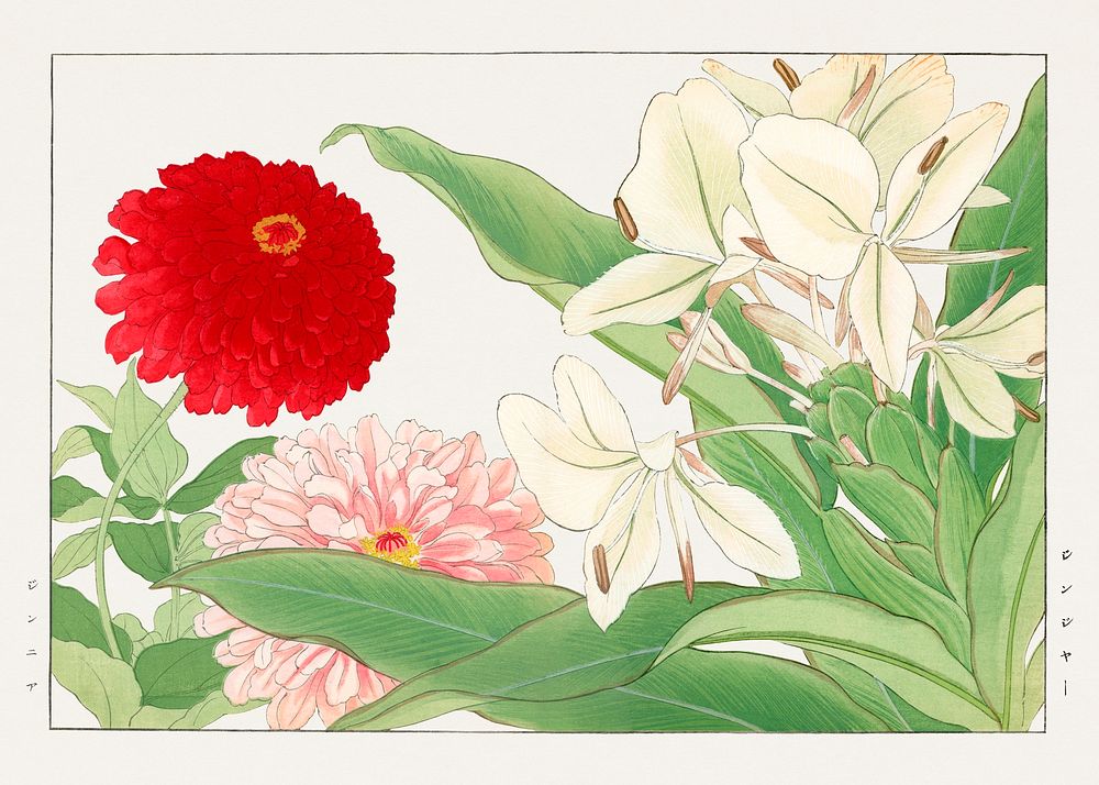 Zinnia & white ginger lily flower woodblock painting.  Digitally enhanced from our own 1917 edition of Seiyô SÔKA ZUFU by…