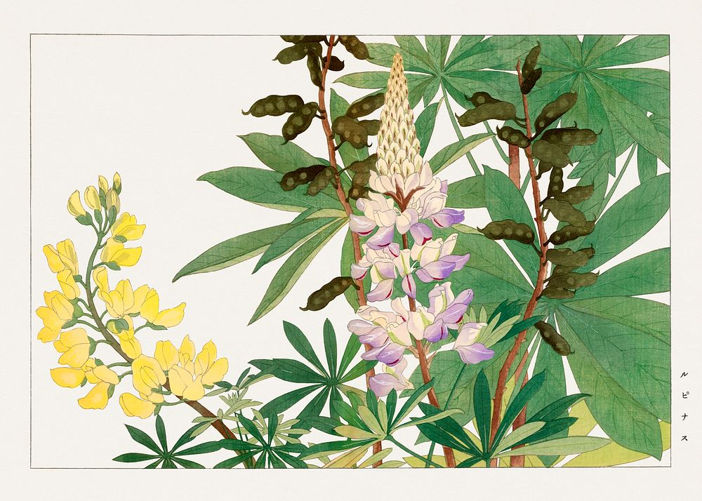 Lupinus flower woodblock painting.  Digitally enhanced from our own 1917 edition of Seiyô SÔKA ZUFU by Tanigami Kônan.
