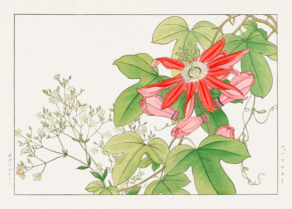 Passion flower woodblock painting.  Digitally enhanced from our own 1917 edition of Seiyô SÔKA ZUFU by Tanigami Kônan.