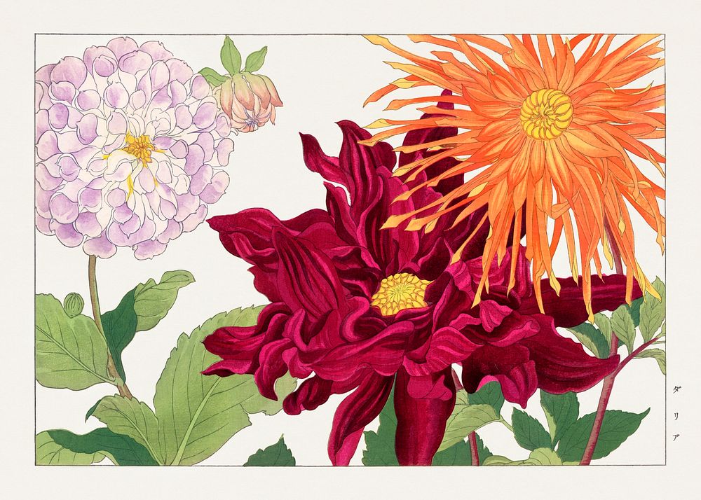 Dahlia flower woodblock painting.  Digitally enhanced from our own 1917 edition of Seiyô SÔKA ZUFU by Tanigami Kônan.