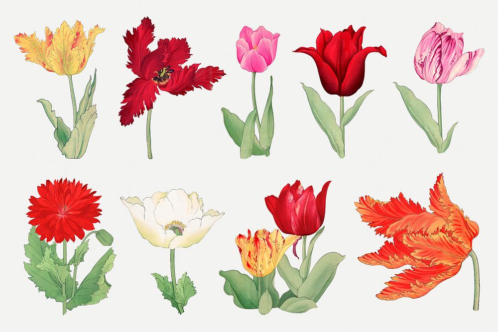 Tulip collage element, floral ukiyo-e woodblock art psd set