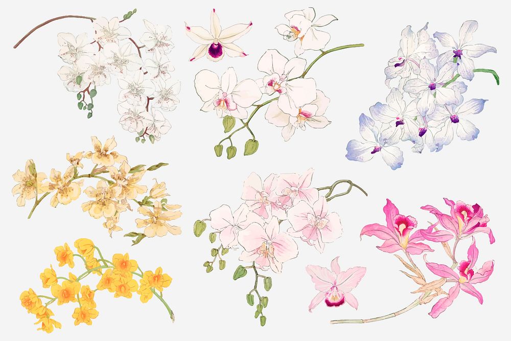 Orchid flower collage element, floral Japanese woodblock art vector set