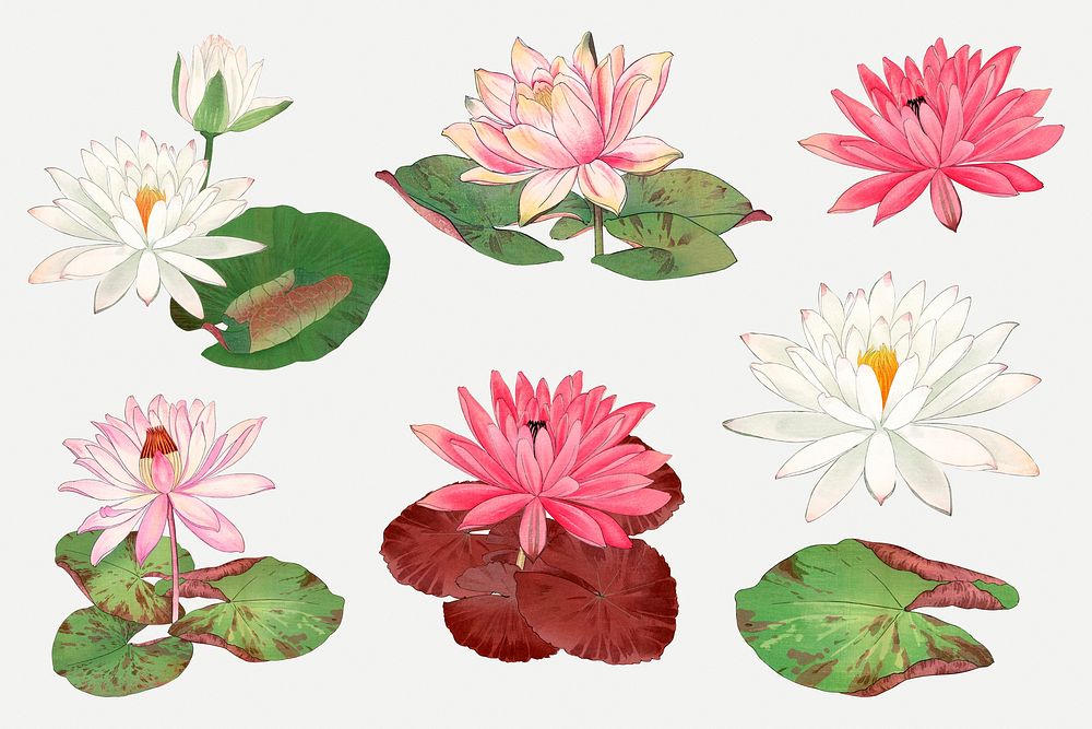 Lotus flower illustrations, vintage Japanese art painting psd set