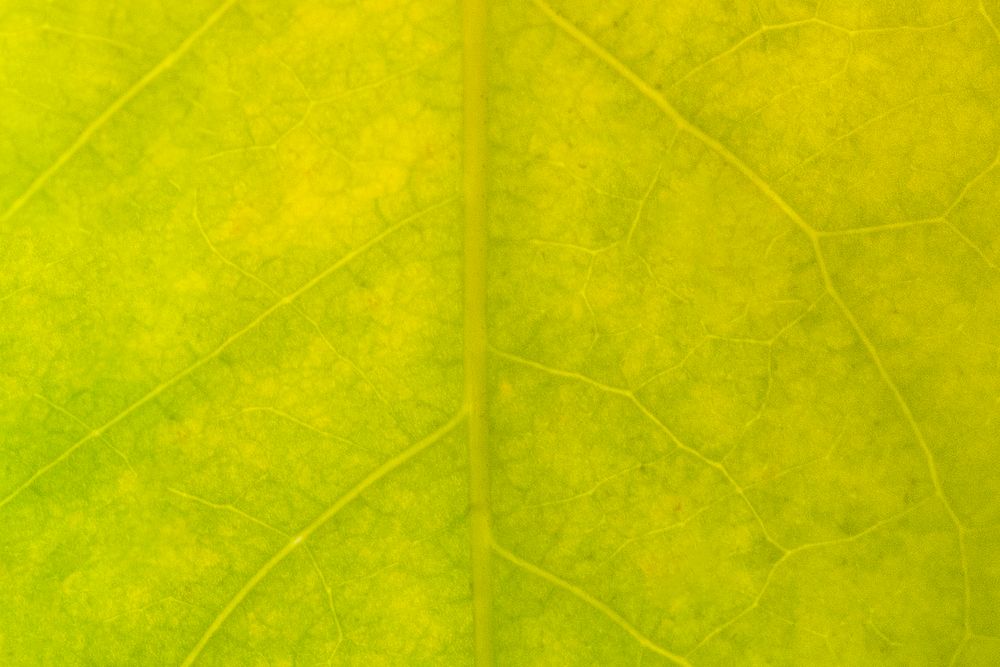 Star gooseberry leaf texture macro photography