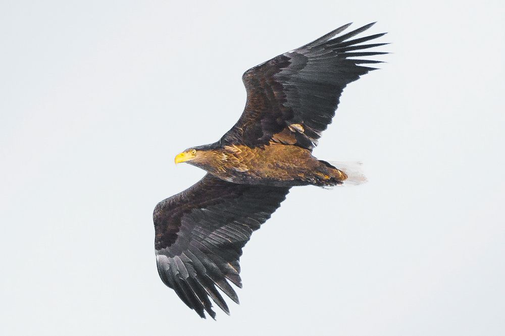 Majestic wild eagle flying over the sky