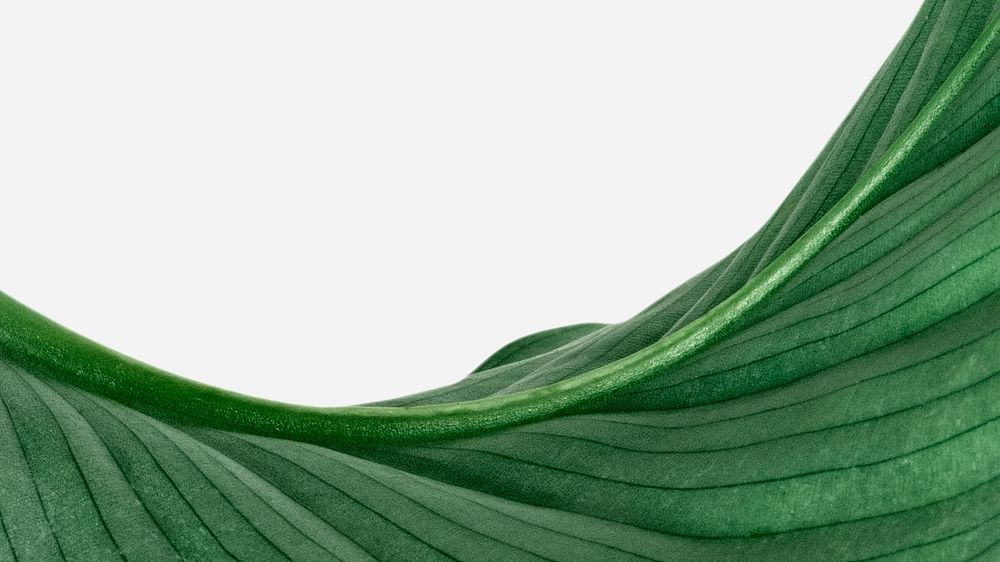 Leaf desktop wallpaper, Calathea Orbifolia leaves on a white simple background
