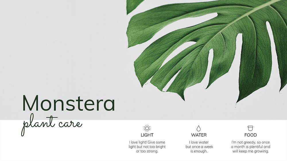 Houseplant template psd Monstera plant care