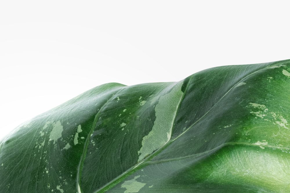 Arrowleaf elephant ear leaf isolated on an off white background