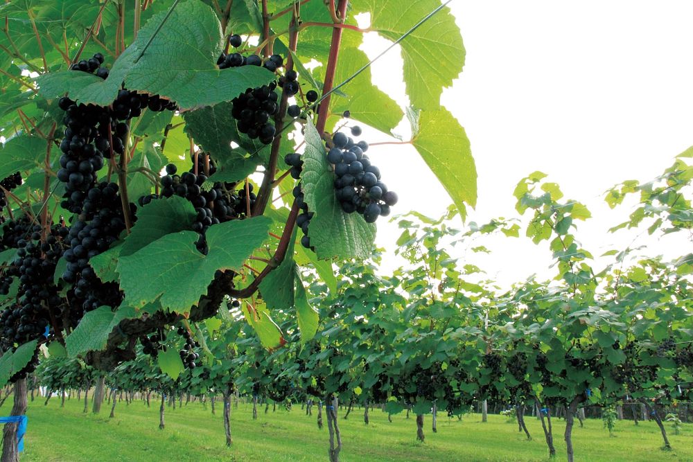 Grape Vineyard Hokkaido