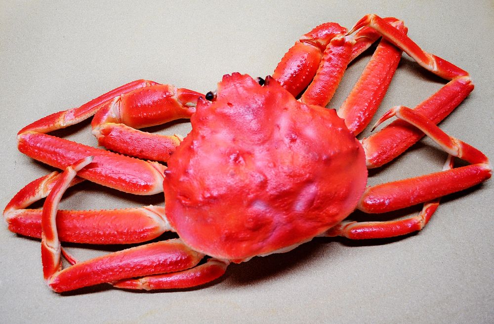 Free king crabs image, public domain food CC0 photo.