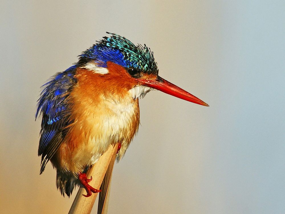Free malachite kingfisher, exotic bird image, public domain CC0 photo.