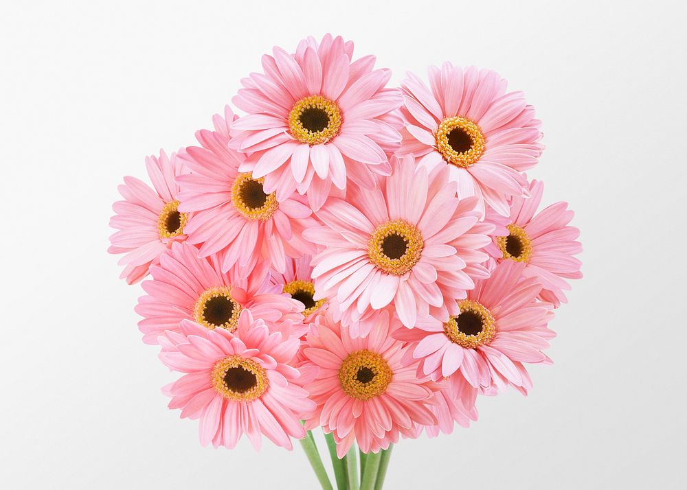 Pink gerbera daisy bouquet clipart