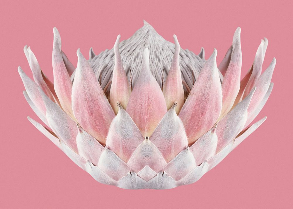 Protea, flower collage element psd