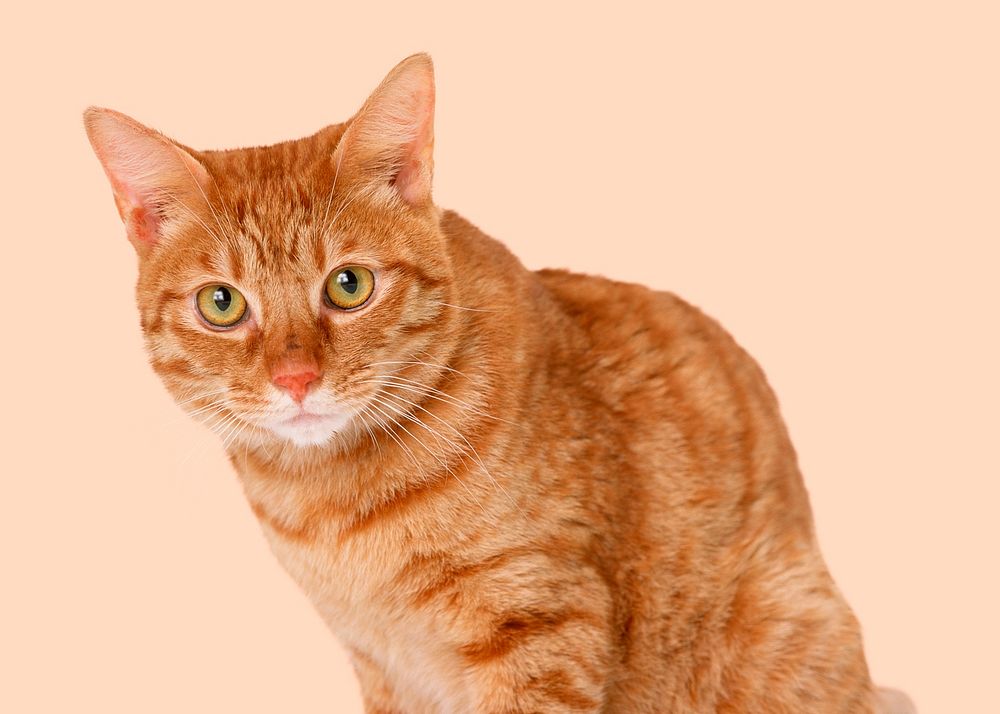 Ginger cat sticker, pet design psd