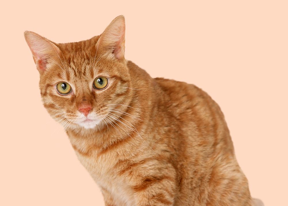 Ginger cat background, cute animal design