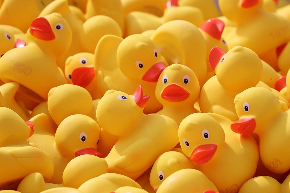 Free rubber ducks image, public domain CC0 photo.