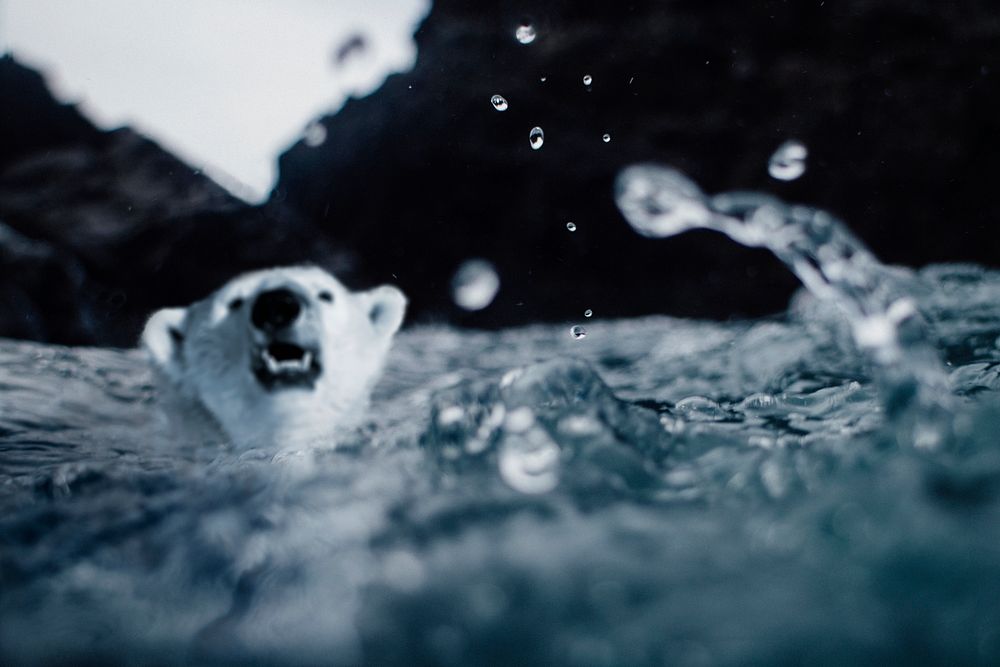 Drowning polar bear, global warming issue concept, animal extinction