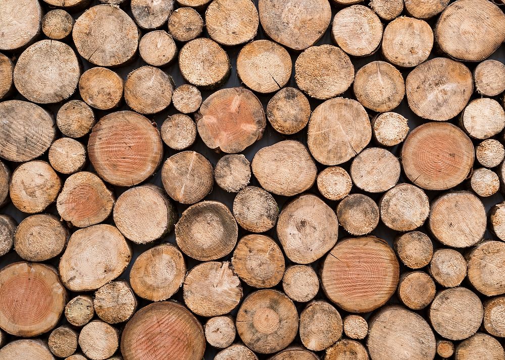 Cut wood log texture background, close up design