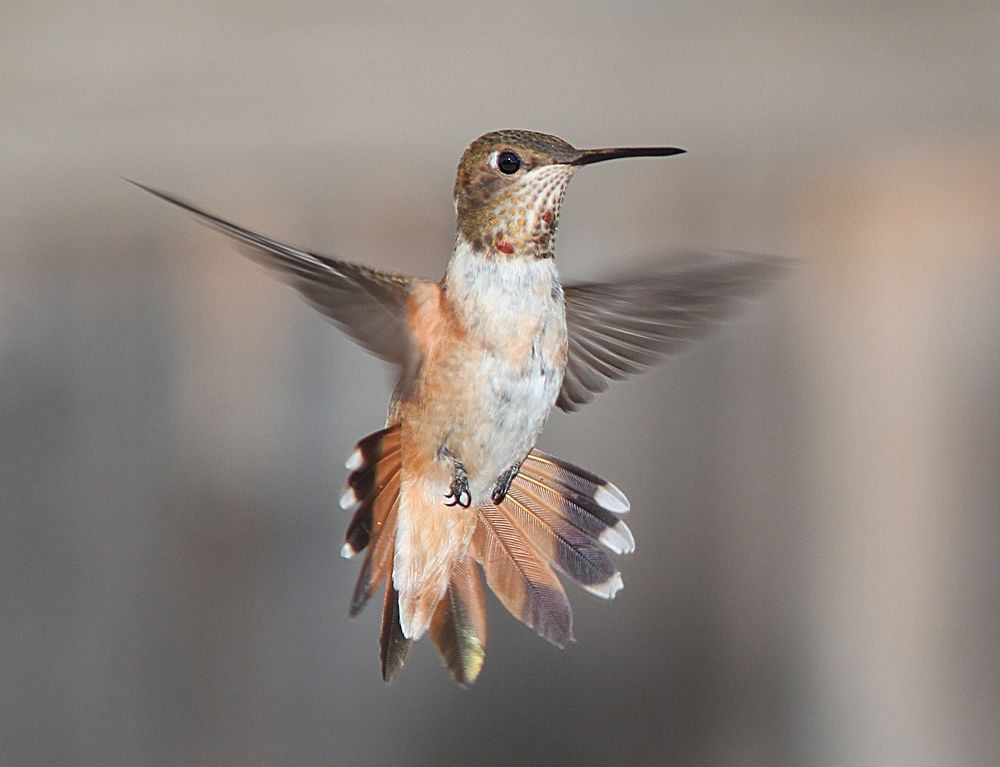 Free humming bird in nature portrait photo, public domain animal CC0 image.