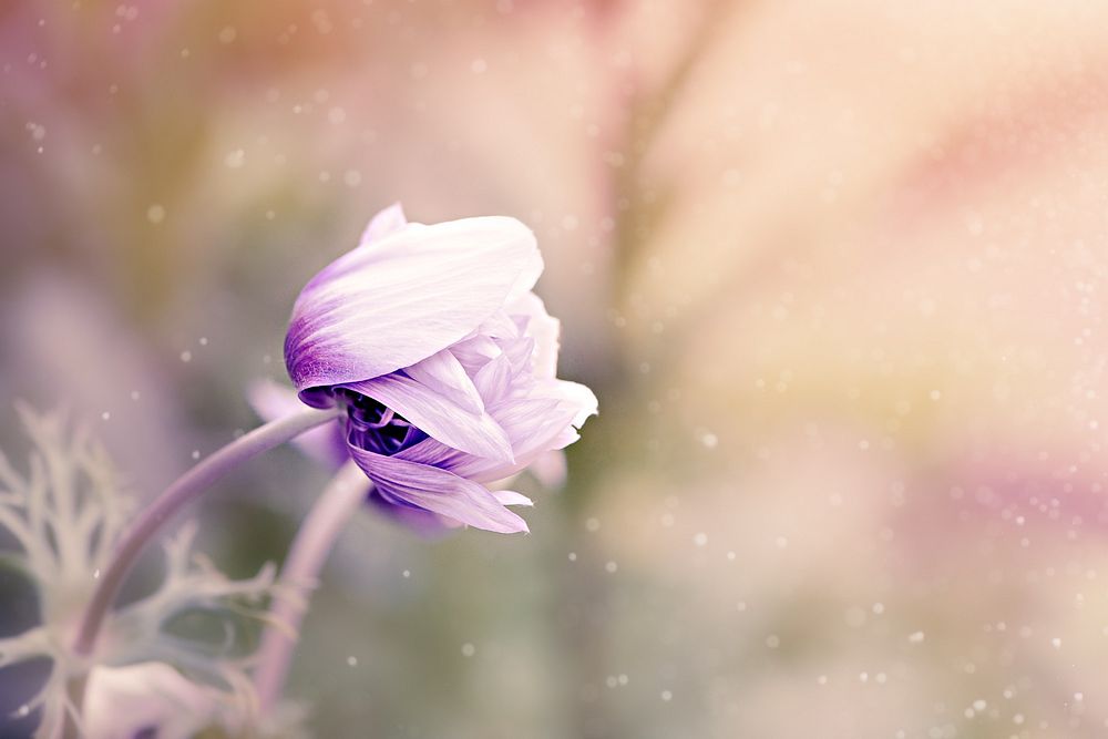 Free purple anemone image, public domain flower CC0 photo.