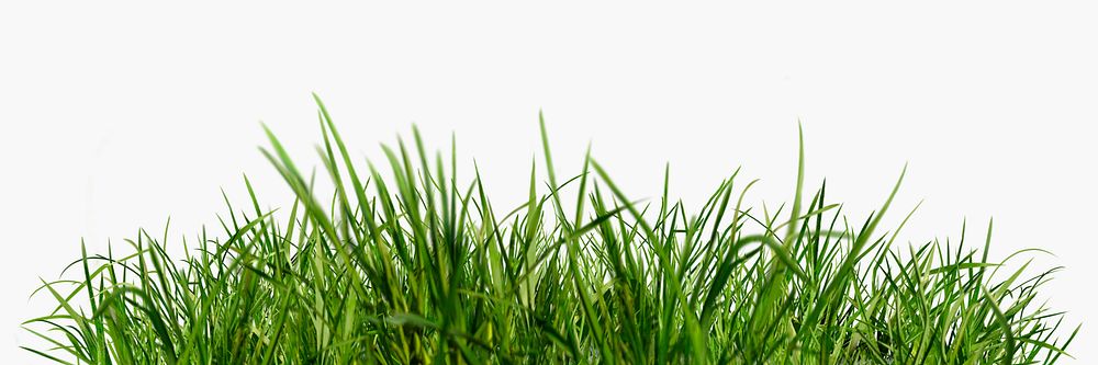 Grass border, nature collage element design psd