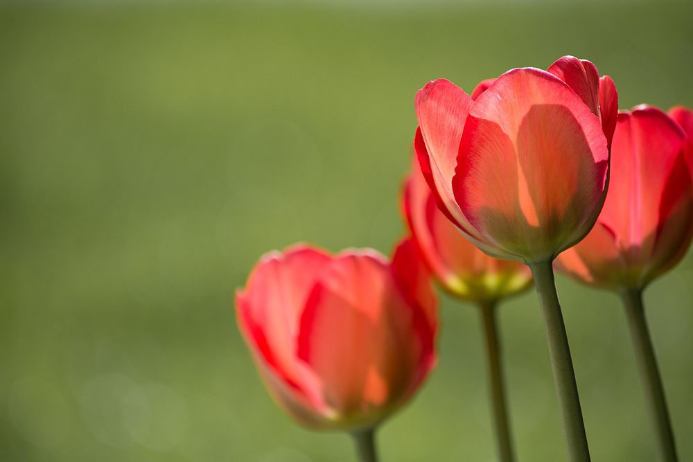 Free red tulip image, public domain flower CC0 photo.