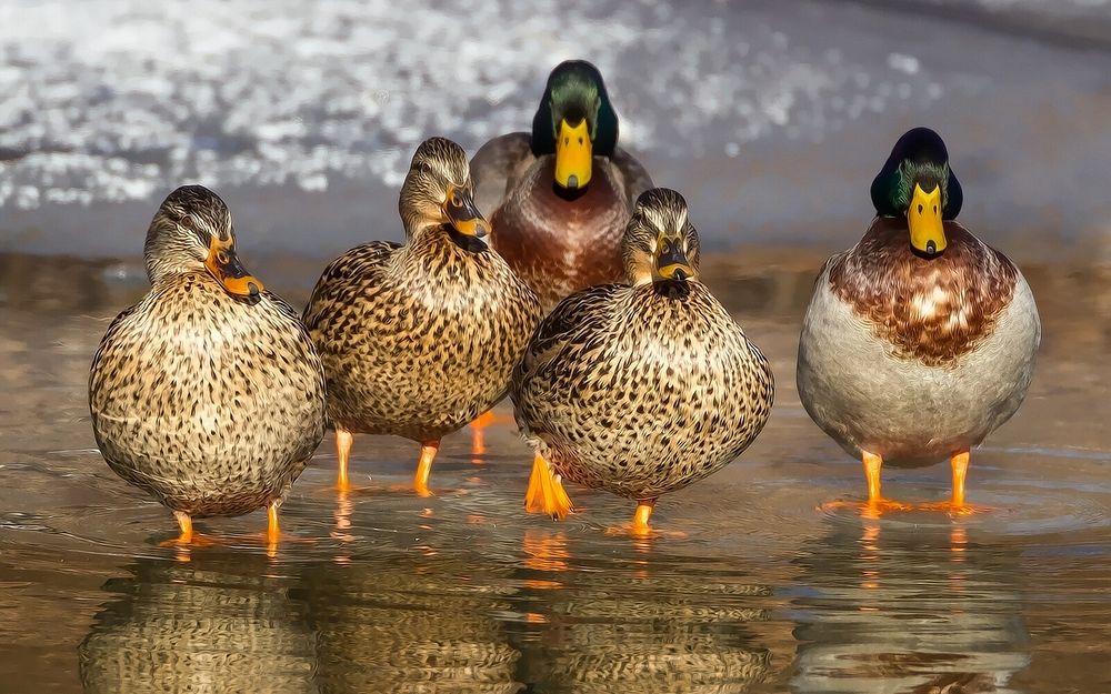 Free ducks image, public domain animal CC0 photo.