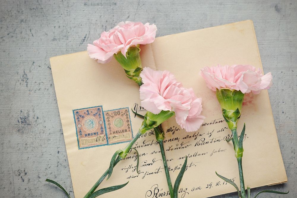 Free pink carnations background image, public domain flower CC0 photo.