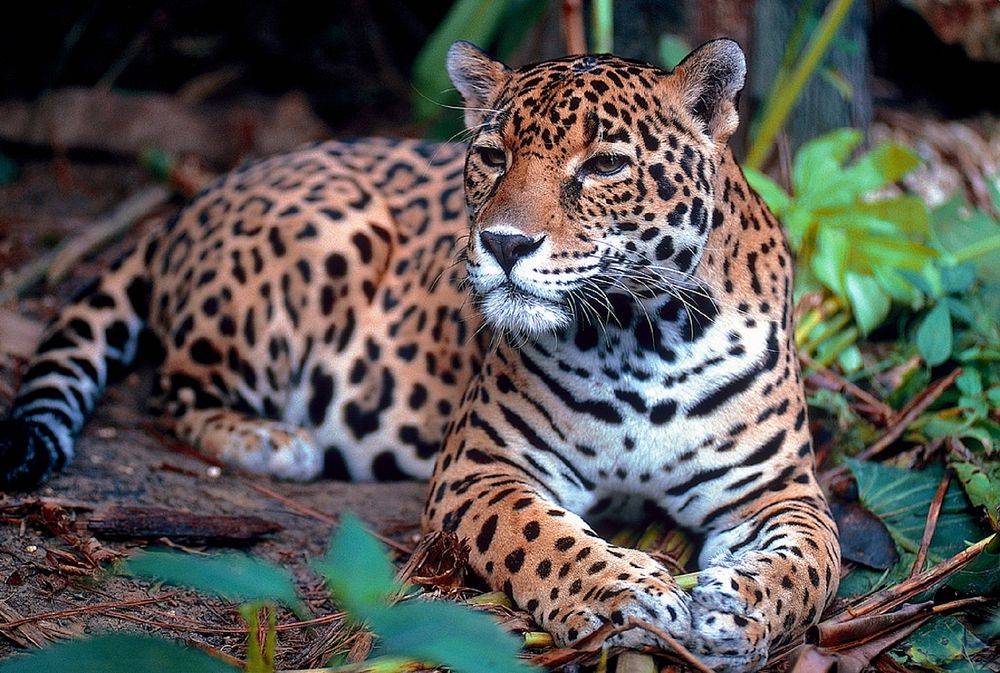 Free jaguar image, public domain wild animal CC0 photo.