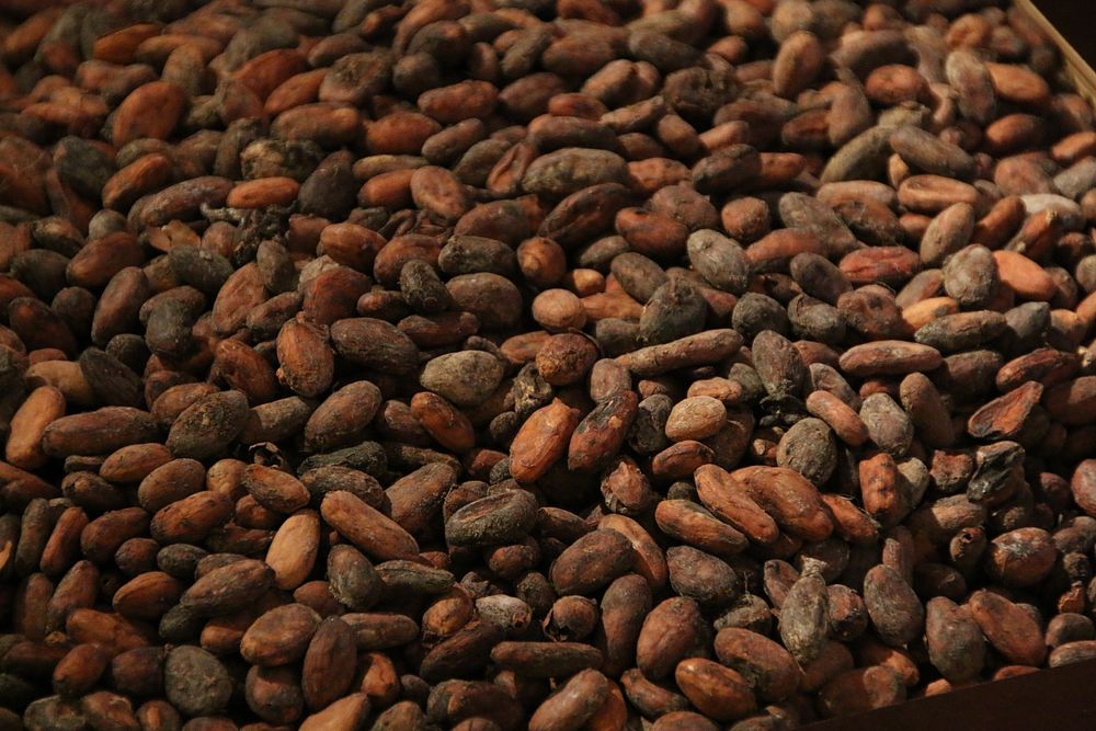 Free rosted beans image, public domain food CC0 photo.