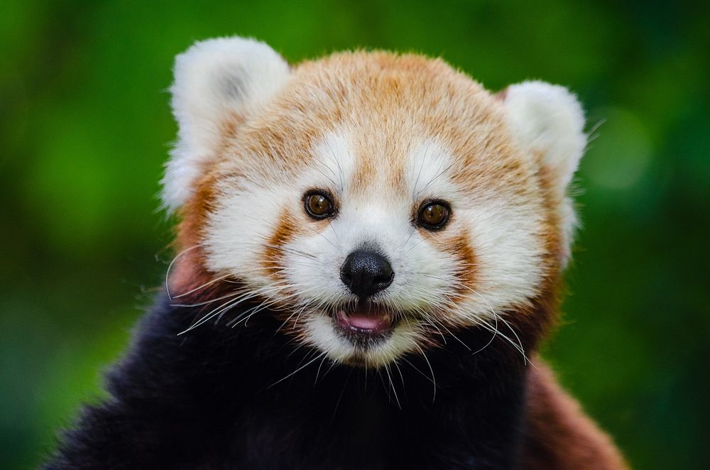 Free adorable red panda image, public domain CC0 photo.
