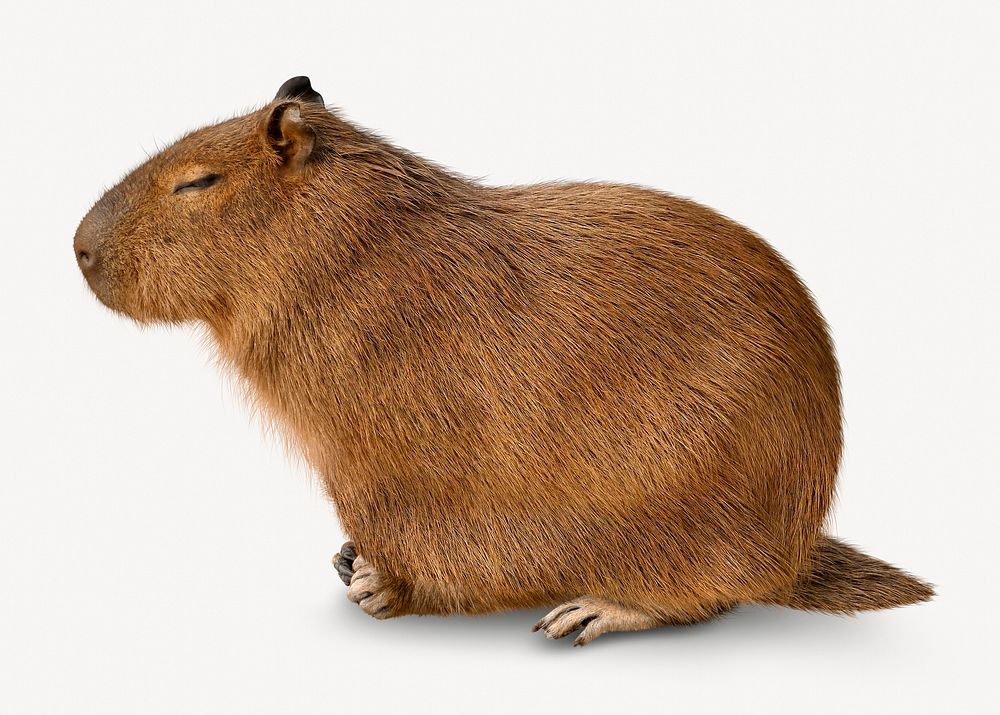 Capybara isolated on white, real animal design psd