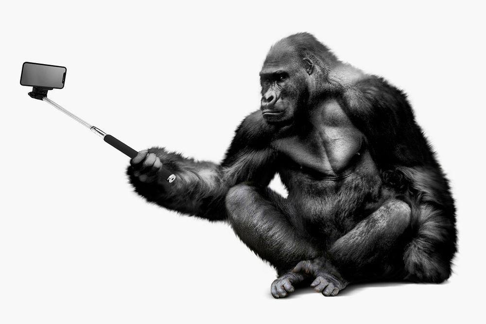 Gorilla holding selfie stick clipart, zoo animal psd