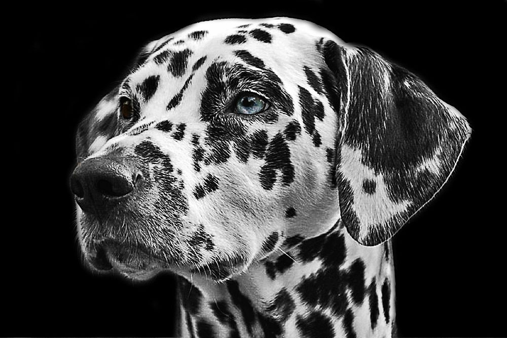 Free dalmatian dog closeup black and white image, public domain animal CC0 photo.