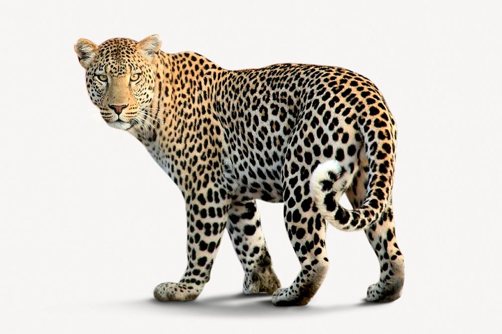 Leopard isolated on white, real animal design psd