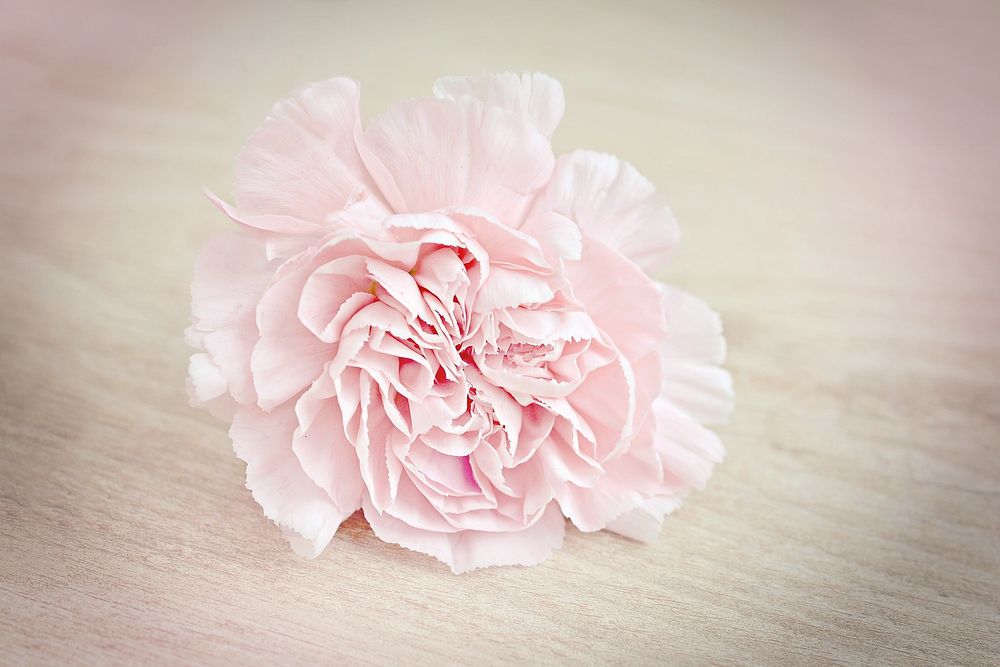 Free pink carnation image, public domain flower CC0 photo.