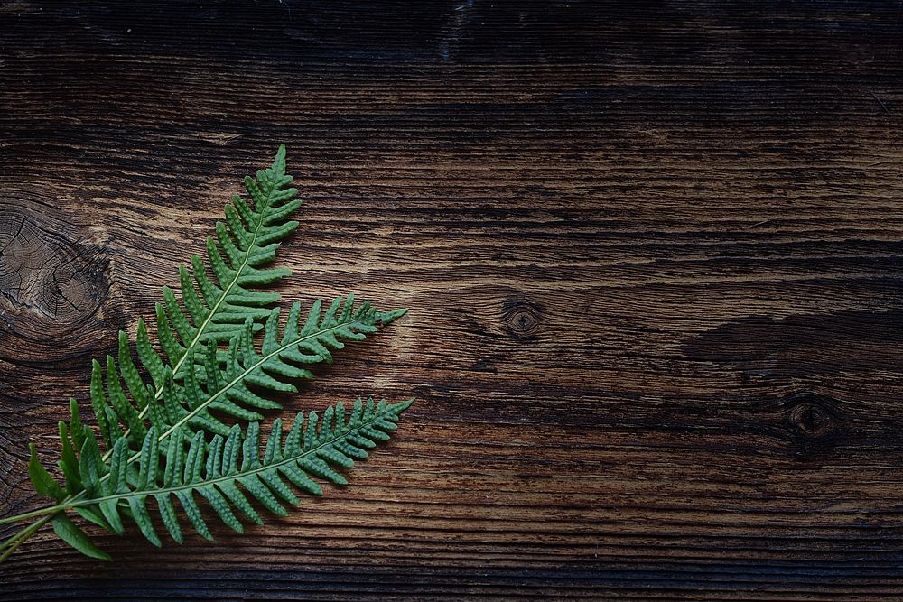Free fern leaves on table photo, public domain background CC0 image.