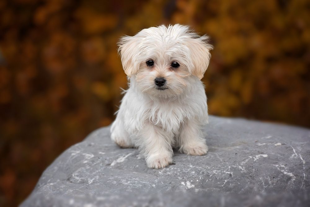 Free maltese puppy on the rock portrait photo, public domain animal CC0 image.