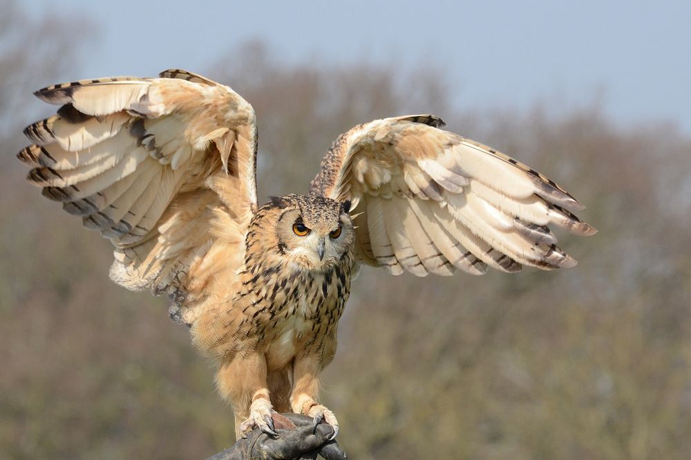 Free barn owl stretching wings portrait photo, public domain animal CC0 image..