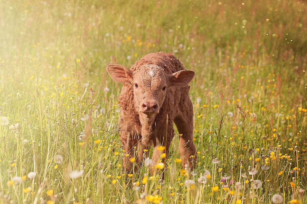 Free young cow standing on flower field image, public domain animal CC0 photo.