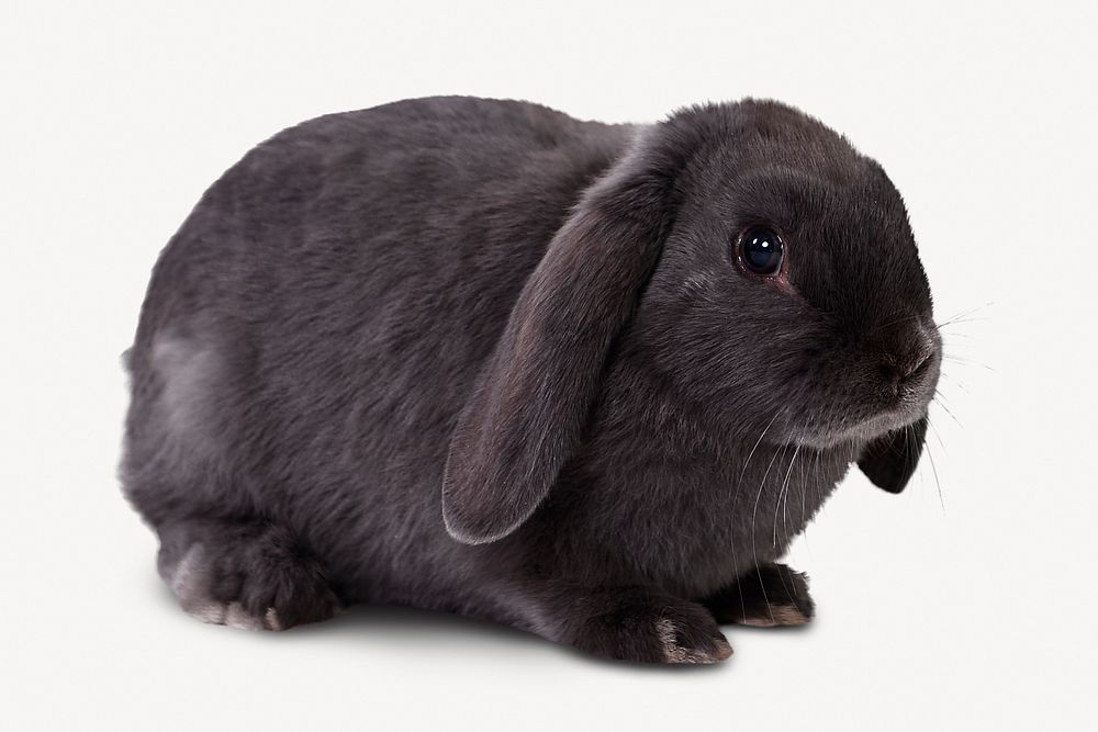 Holland Lop bunny isolated on white, real animal design psd