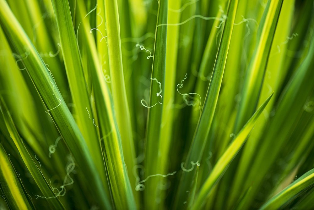 Grass close up, free public domain CC0 photo