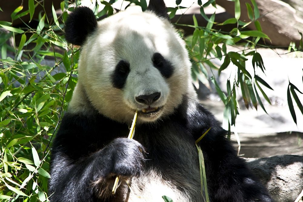 Free Panda image, public domain animal CC0 photo.