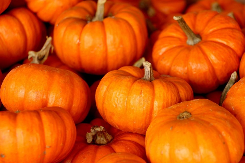Free orange pumpkin pile closeup photo, public domain CC0 image.