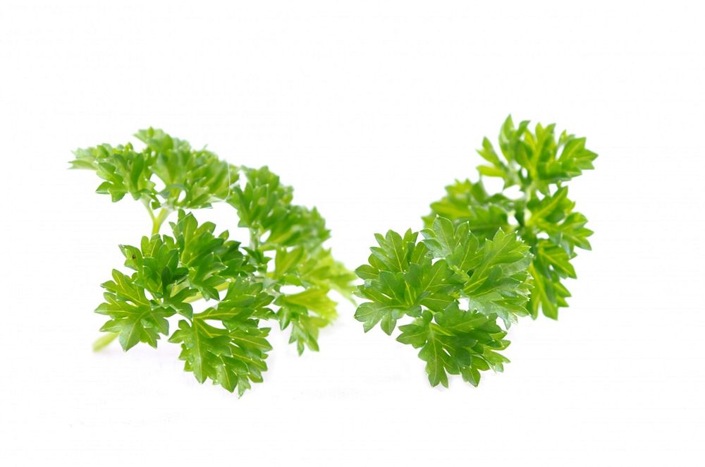 Free parsley image, public domain food CC0 photo.