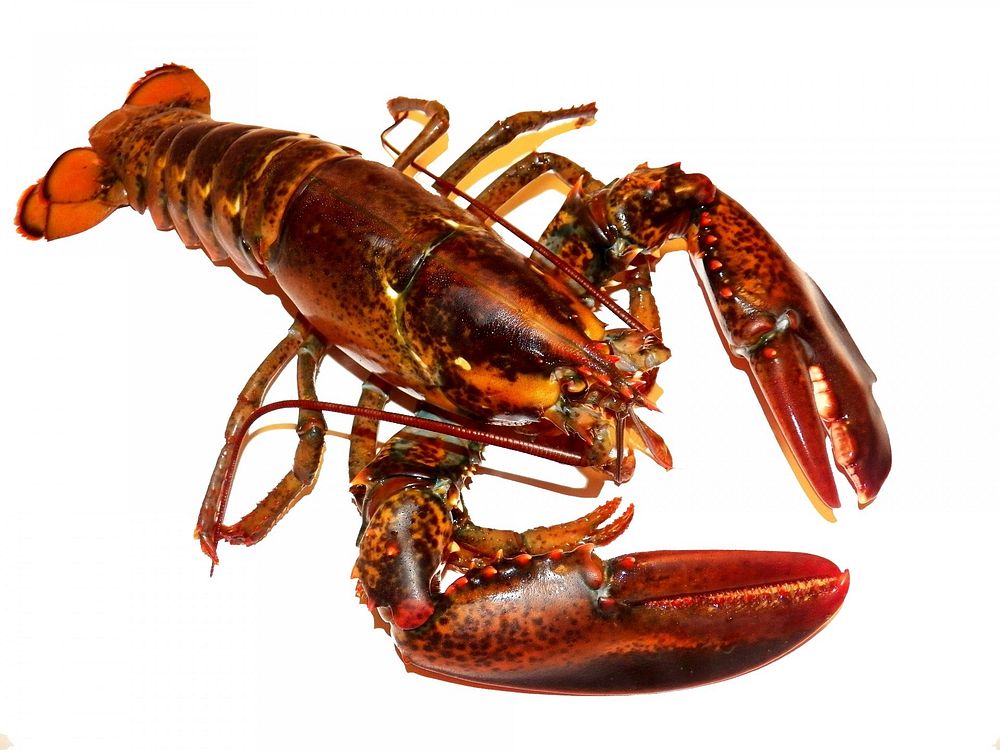 Free red lobster image, public domain food CC0 photo.