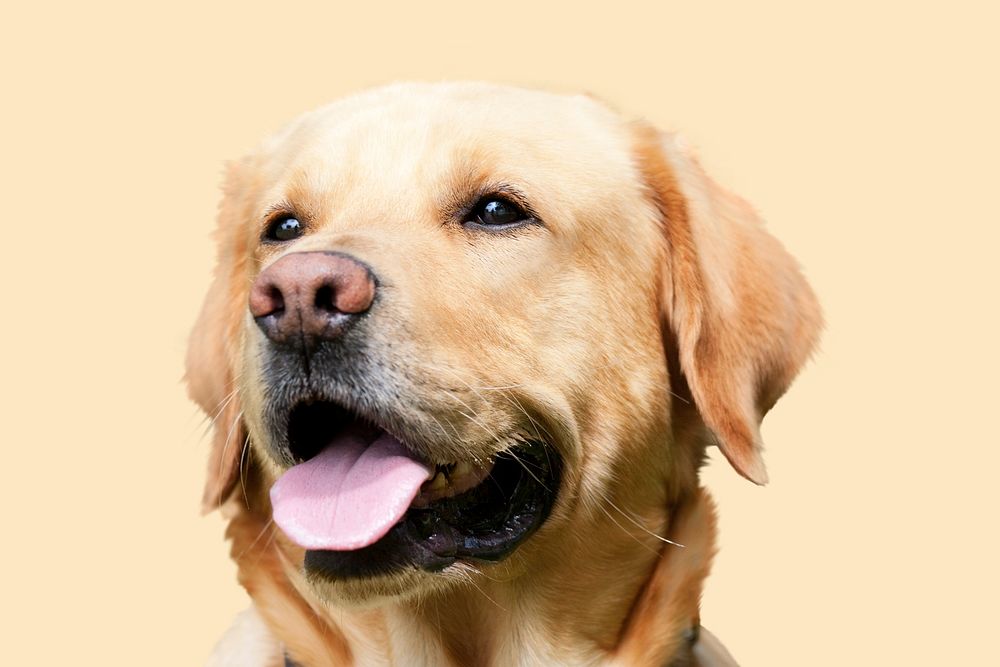 Labrador dog background, cute animal design