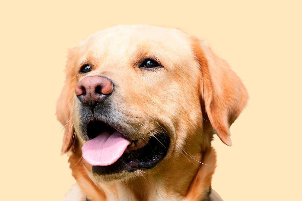 Labrador retriever sticker, dog design psd